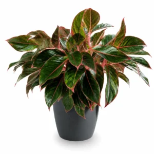 aglaonema commutatum planta de interior decorativa