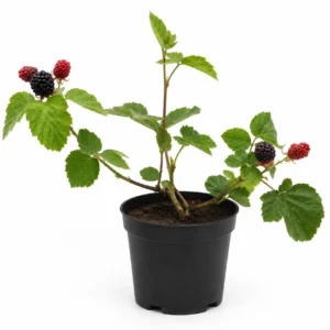 mora de castilla rubus glaucus
