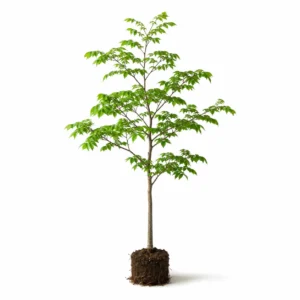 algarrobo hymenaea courbaril Árbol tropical ornamental