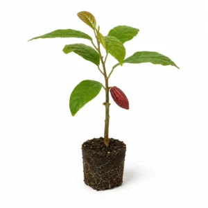 Árbol de anón annona squamosa frutal tropical