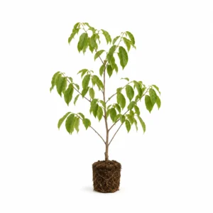 Árbol de chirimoya annona cherimola frutal tropical