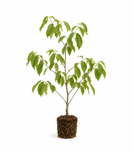 Árbol de chirimoya annona cherimola frutal tropical