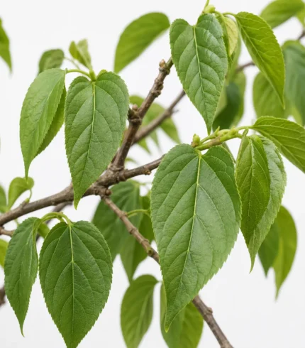 Árbol de chirimoya annona cherimola frutal tropical