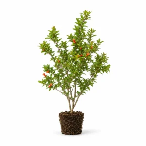 Árbol de granada punica granatum frutal ornamental