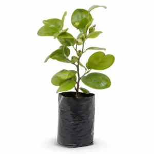 guayaba agria psidium araça Árbol frutal tropical