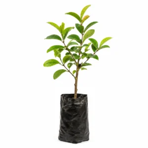 guayaba roja psidium guajava Árbol frutal tropical