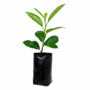 limón criollo citrus aurantiifolia Árbol frutal