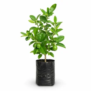 limón criollo citrus aurantiifolia Árbol frutal (copia)