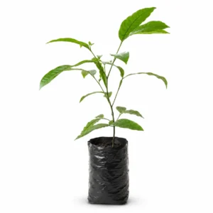 limón tahití citrus latifolia Árbol frutal cítrico (copia)