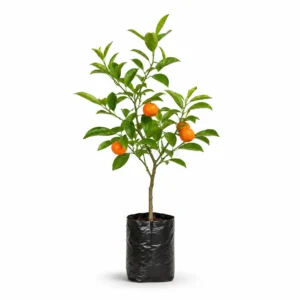 mandarina citrus reticulata Árbol frutal tropical