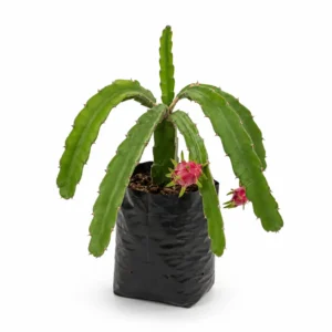 pitahaya hylocereus undatus planta frutal tropical