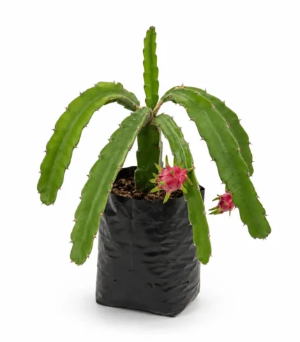 pitahaya hylocereus undatus planta frutal tropical