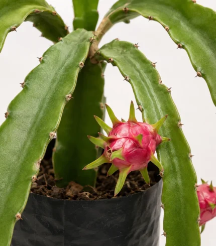 pitahaya hylocereus undatus planta frutal tropical