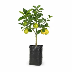 pomelo toronja citrus paradisi Árbol frutal cítrico