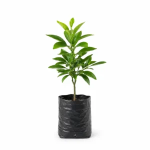 tangelo citrus × tangelo Árbol frutal cítrico