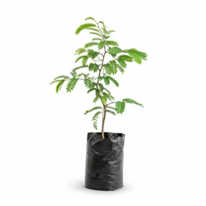 tamarindo (tamarindus indica) Árbol frutal
