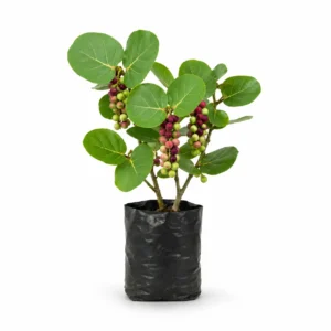uva playa (coccoloba uvifera) Árbol tropica