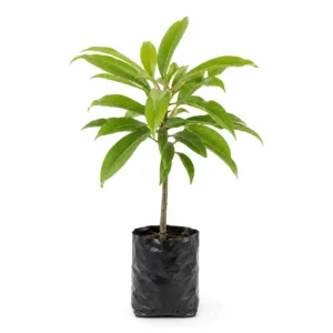 zapote (pouteria sapota) Árbol frutal tropical