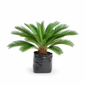 cica (cycas revoluta) planta ornamental tropical