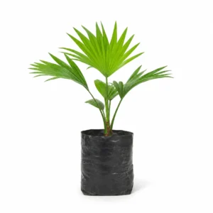 palmera livistona (livistona rotundifolia) palmera tropical