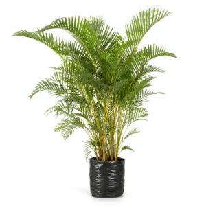 palma areca (dypsis lutescens) palmera tropical
