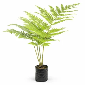 palma boba (cyathea caracasana) helecho arborescente