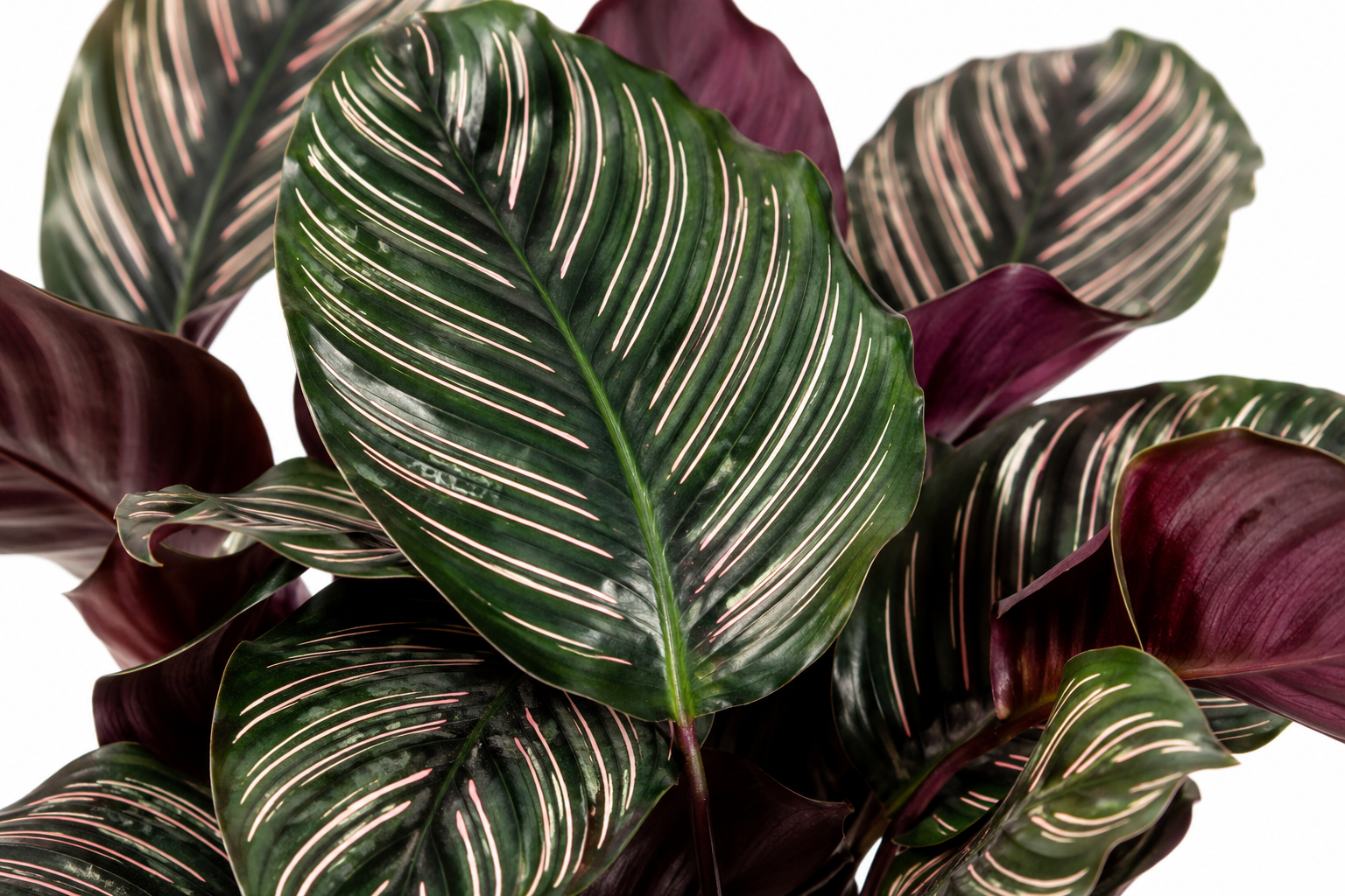 calathea ornata planta tropical raya de lápiz calathea ornata planta tropical raya de lápiz
