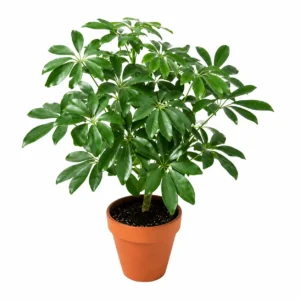 cheflera schefflera arboricola árbol paraguas