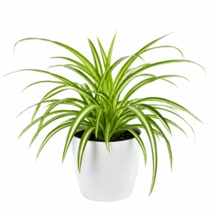 cinta chlorophytum comosum mala madre