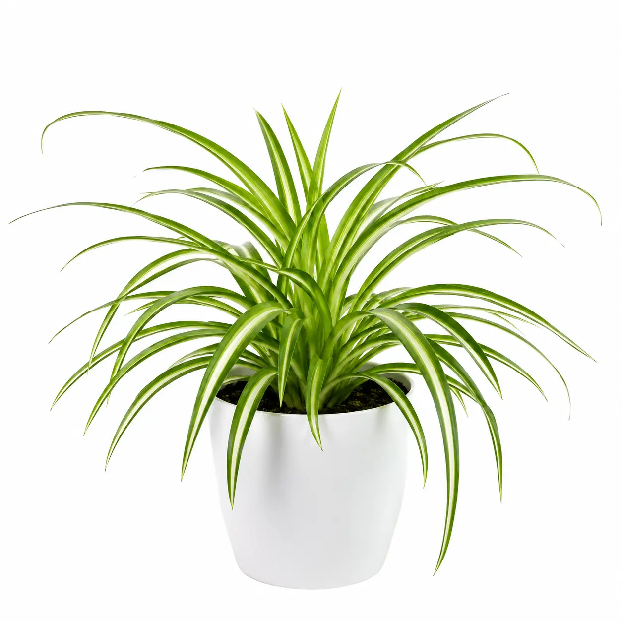 cinta chlorophytum comosum mala madre cinta chlorophytum comosum mala madre