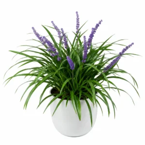 cinta liriope liriope muscari planta ornamental