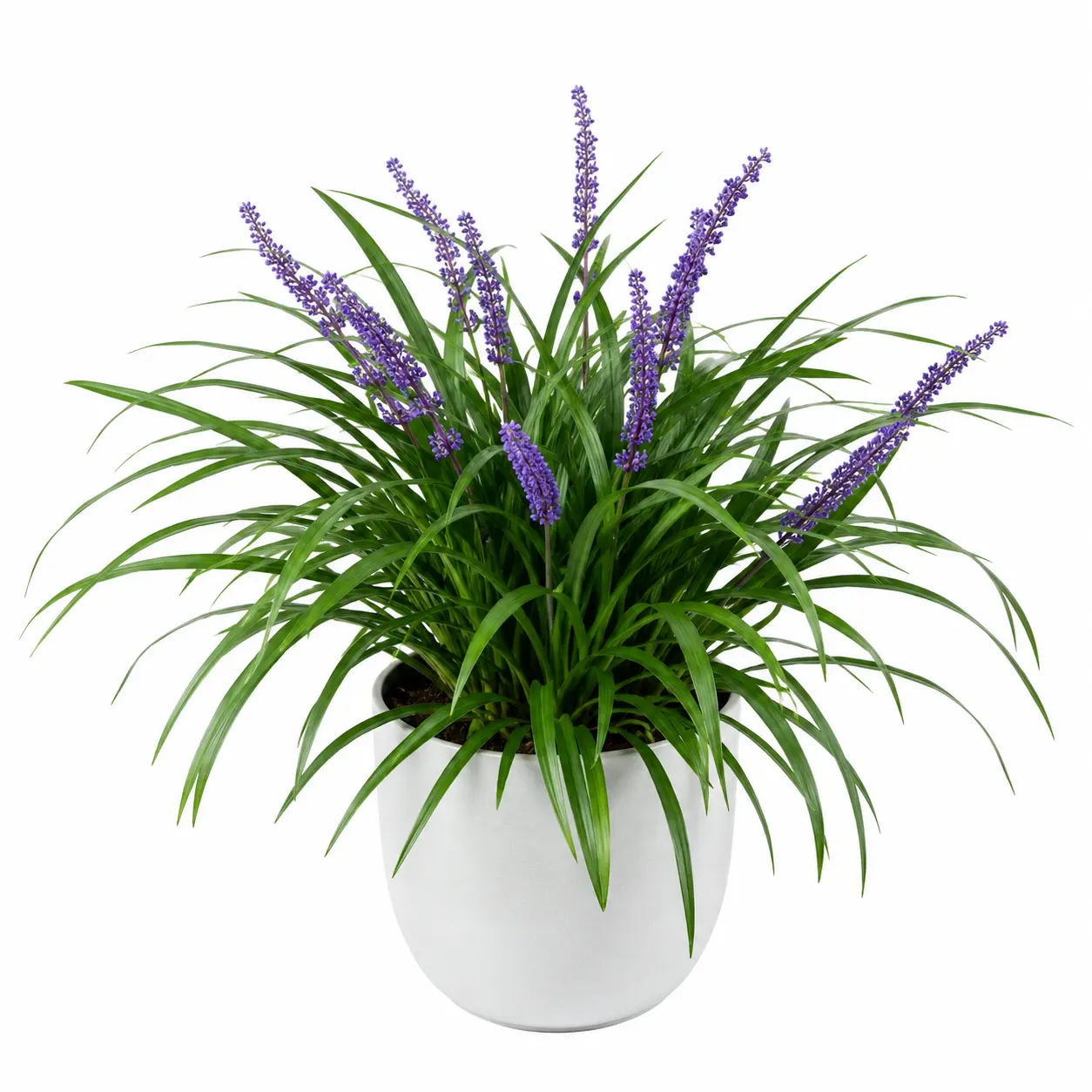 cinta liriope liriope muscari planta ornamental cinta liriope liriope muscari planta ornamental