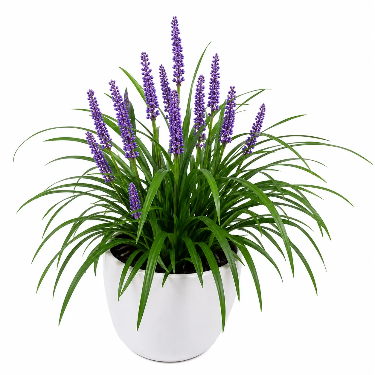 cinta liriope liriope muscari planta ornamental cinta liriope liriope muscari planta ornamental