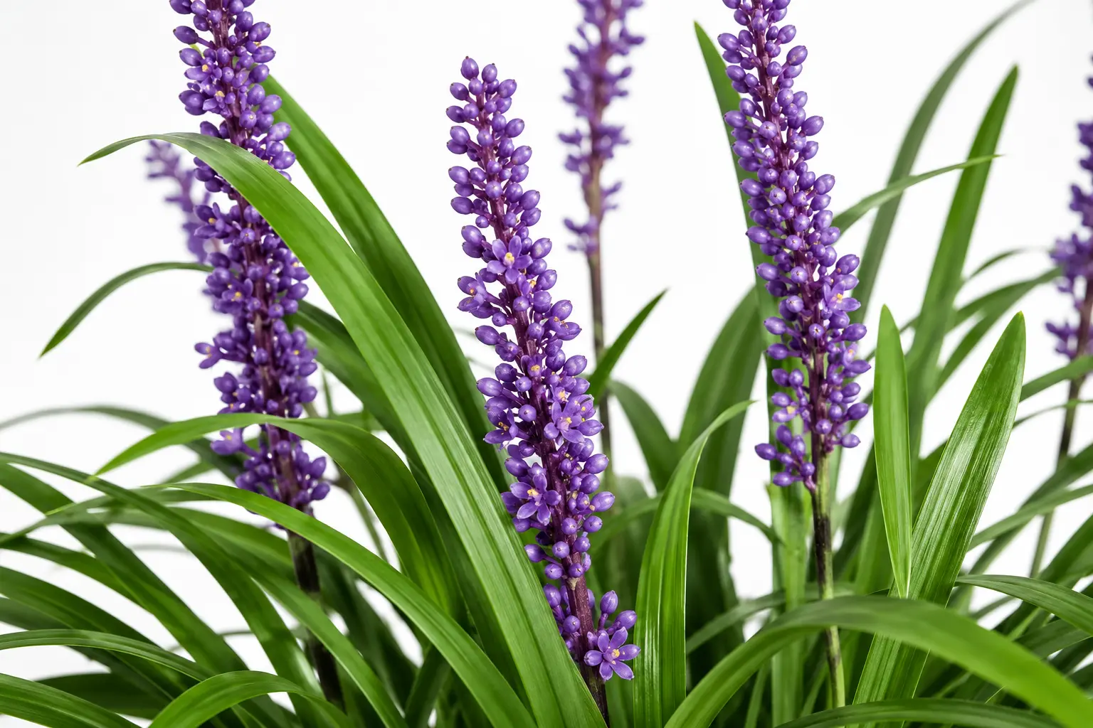 cinta liriope liriope muscari planta ornamental cinta liriope liriope muscari planta ornamental