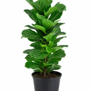 ficus lyrata planta de interior tropical elegante