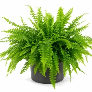 helecho nephrolepis exaltata