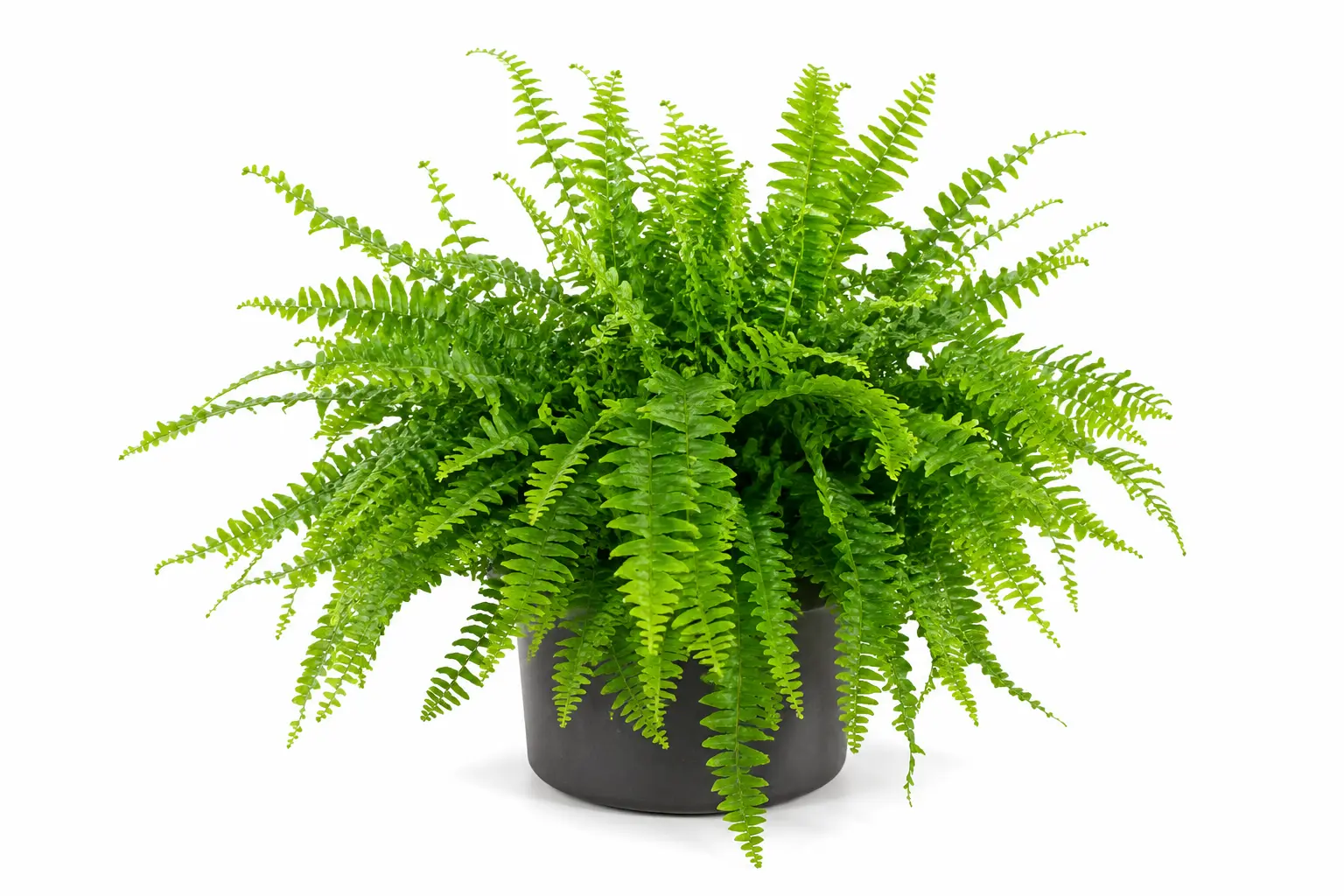 helecho nephrolepis exaltata helecho nephrolepis exaltata