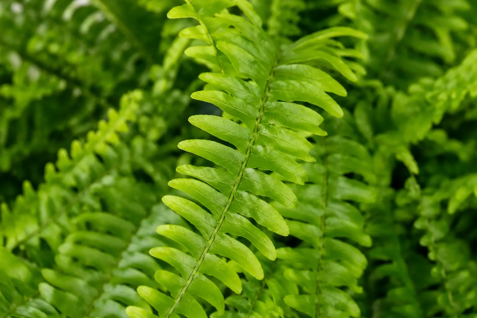 helecho nephrolepis exaltata helecho nephrolepis exaltata