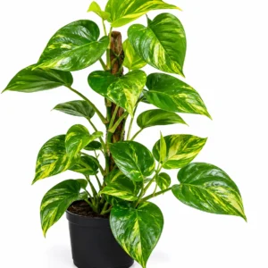 pothos epipremnum aureum planta colgante interior