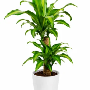 pothos epipremnum aureum planta colgante interior (copia)