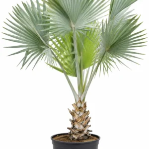 palmera bismarckia nobilis ornamental tropical