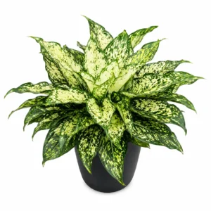aglaonema greta planta de interior snow white