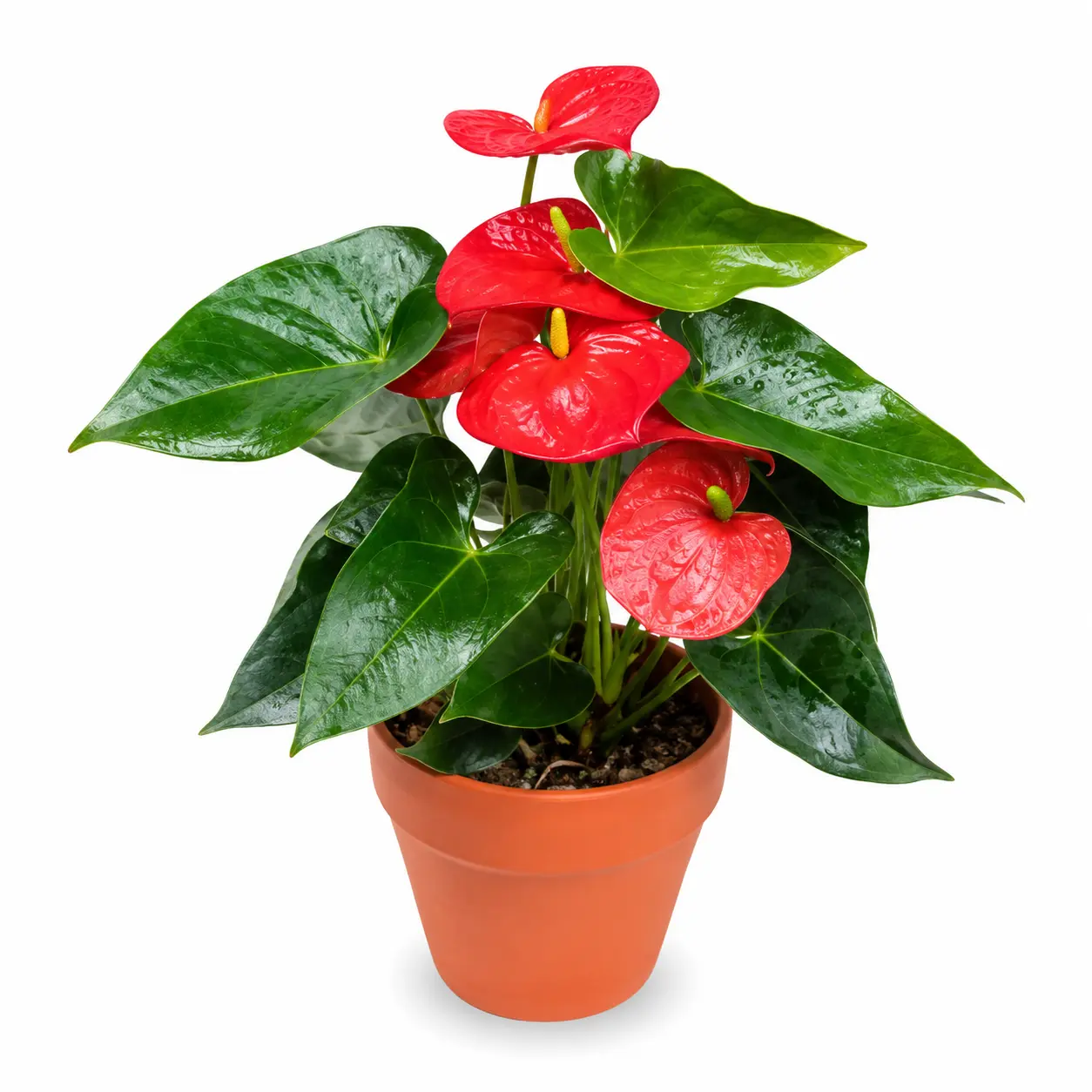 anturio anthurium andreanum planta tropical interior anturio anthurium andreanum planta tropical interior
