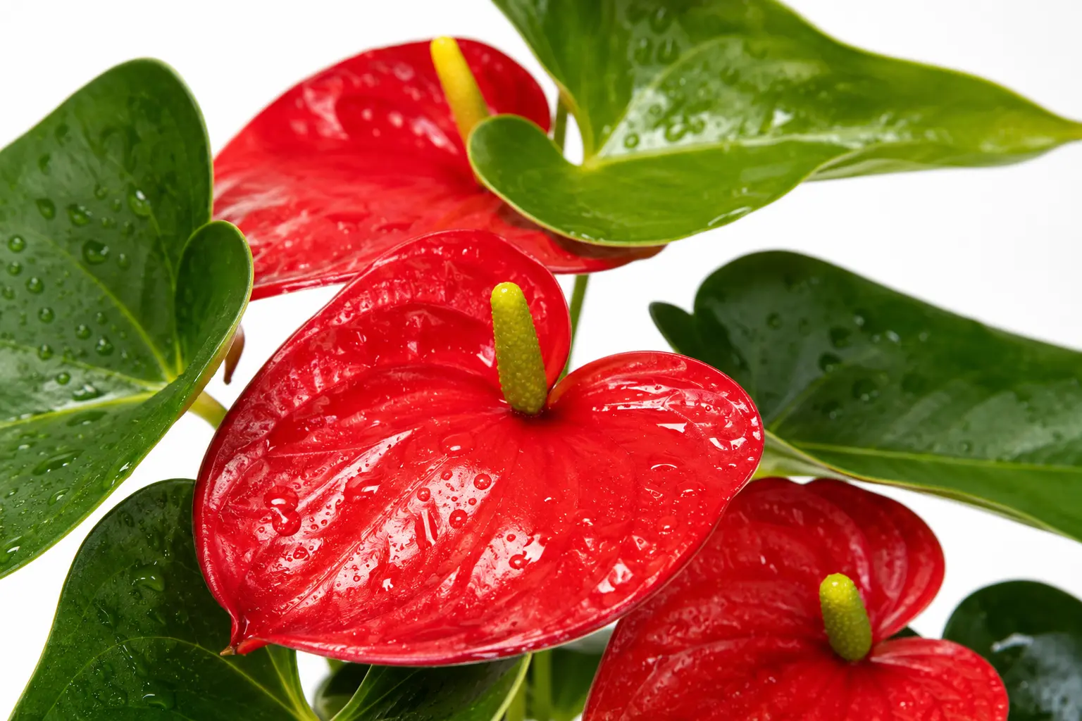 anturio anthurium andreanum planta tropical interior anturio anthurium andreanum planta tropical interior