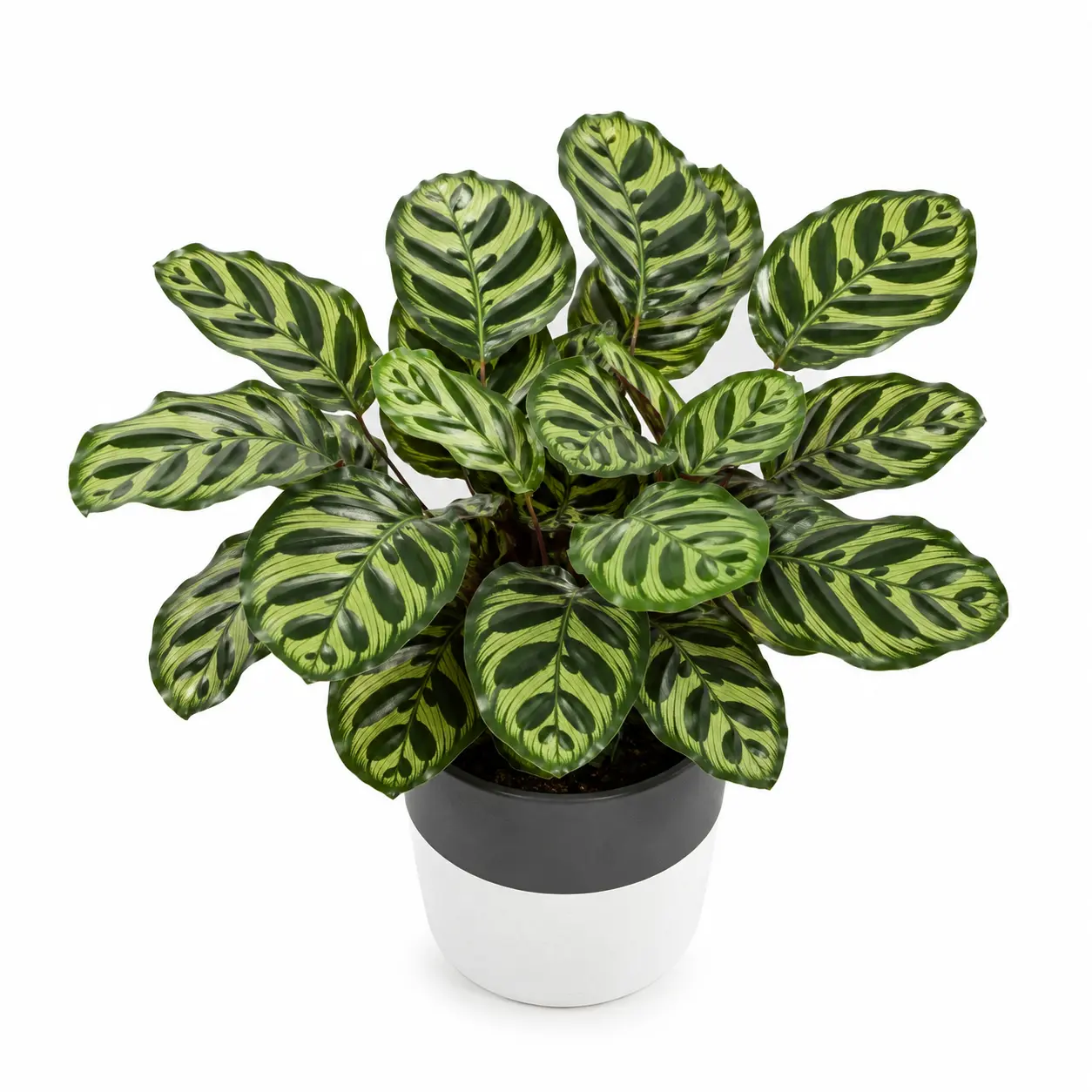 calathea makoyana planta de interior tropical pavo real calathea makoyana planta de interior tropical pavo real