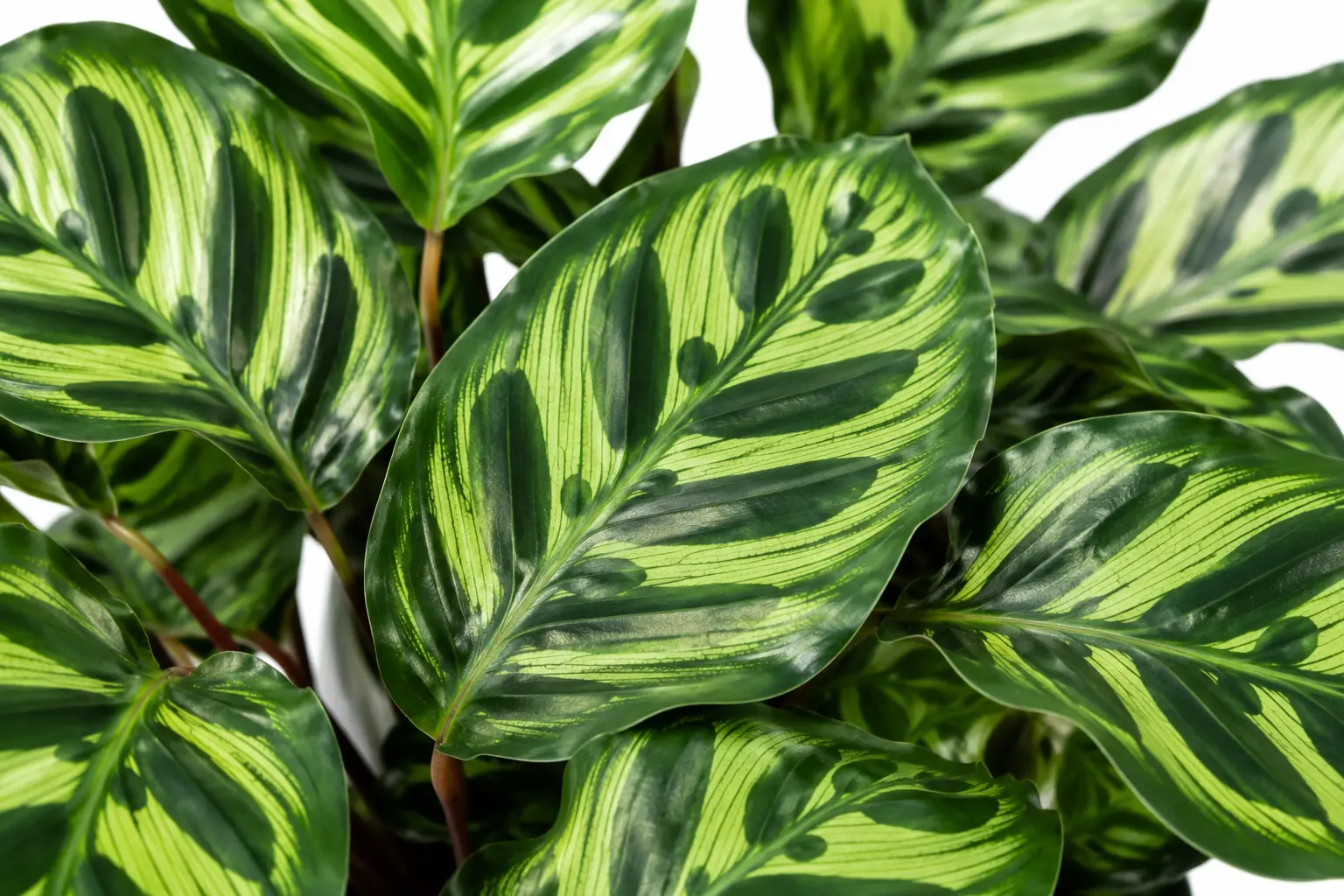 calathea makoyana planta de interior tropical pavo real calathea makoyana planta de interior tropical pavo real