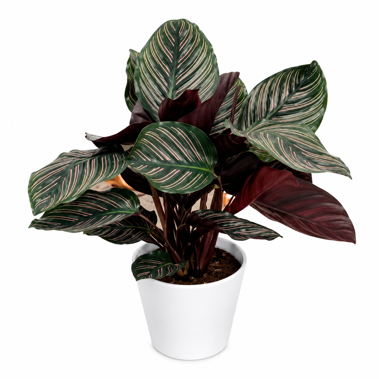 calathea ornata planta tropical raya de lápiz calathea ornata planta tropical raya de lápiz