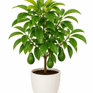 Árbol de aguacate persea americana frutal tropical