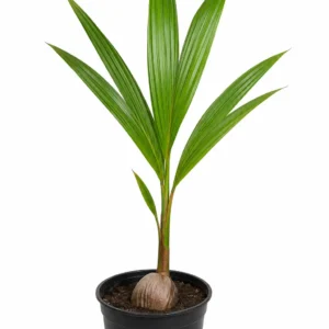 palma de coco cocos nucifera tropical ornamental