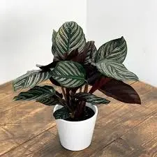 calathea ornata planta tropical raya de lápiz calathea ornata planta tropical raya de lápiz